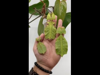 phyllium letiranti tataba, pulchriphyllium giganteum and cryptophyllium limogesi. from wietse chanet/biology